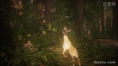 太阳下纵身一跃小鹿的慢镜头
